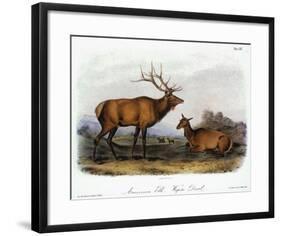 American Elk, 1846-John James Audubon-Framed Giclee Print