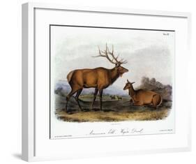 American Elk, 1846-John James Audubon-Framed Giclee Print