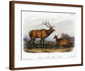 American Elk, 1846-John James Audubon-Framed Giclee Print