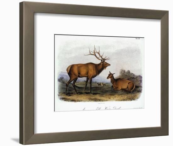 American Elk, 1846-John James Audubon-Framed Premium Giclee Print