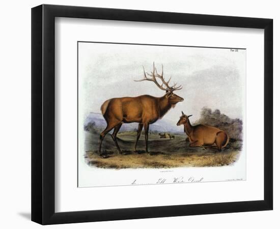 American Elk, 1846-John James Audubon-Framed Premium Giclee Print