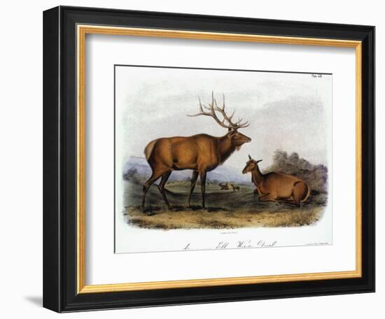 American Elk, 1846-John James Audubon-Framed Premium Giclee Print