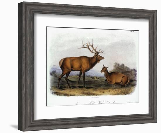 American Elk, 1846-John James Audubon-Framed Giclee Print