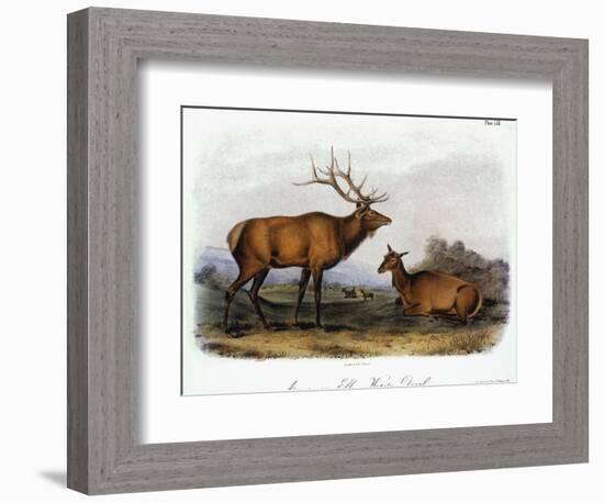 American Elk, 1846-John James Audubon-Framed Giclee Print