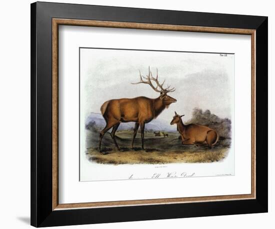 American Elk, 1846-John James Audubon-Framed Giclee Print