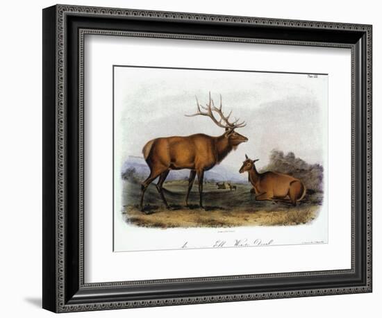 American Elk, 1846-John James Audubon-Framed Giclee Print