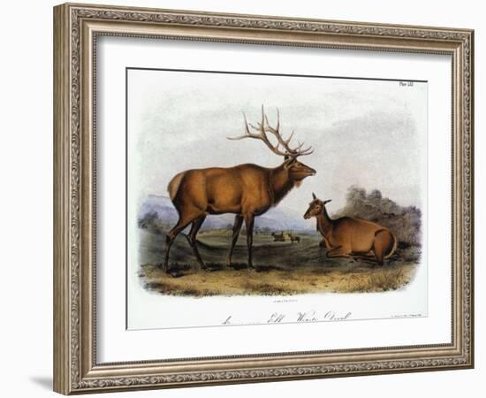 American Elk, 1846-John James Audubon-Framed Giclee Print