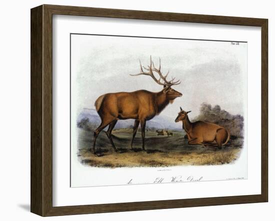 American Elk, 1846-John James Audubon-Framed Giclee Print