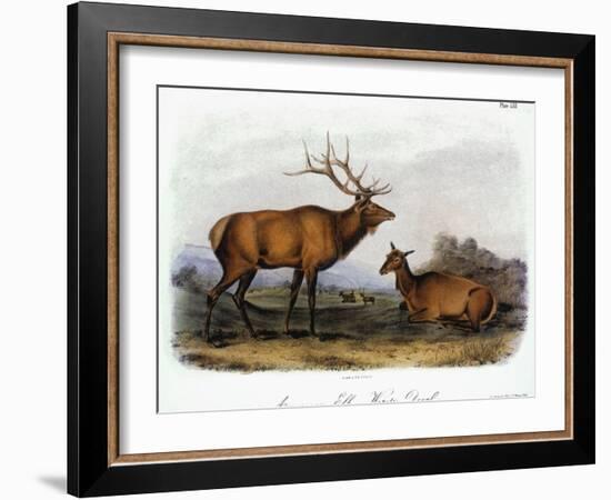 American Elk, 1846-John James Audubon-Framed Giclee Print