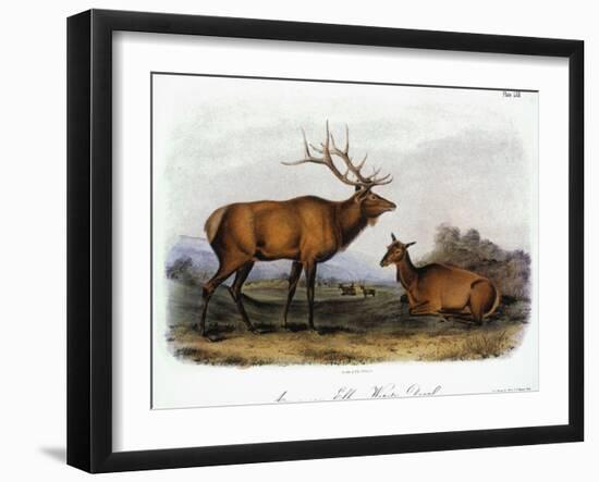 American Elk, 1846-John James Audubon-Framed Giclee Print