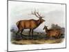 American Elk, 1846-John James Audubon-Mounted Giclee Print