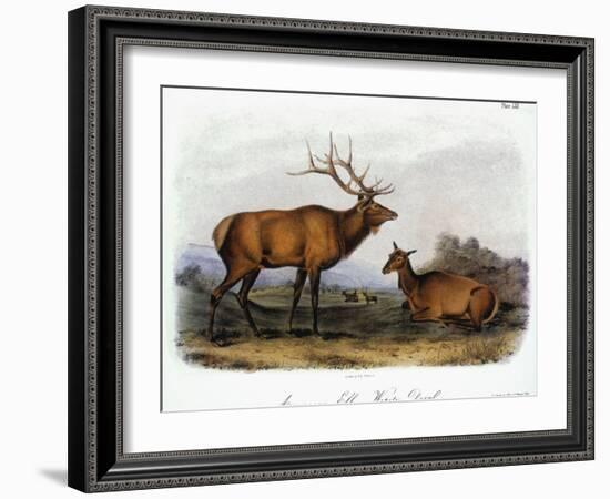 American Elk, 1846-John James Audubon-Framed Giclee Print