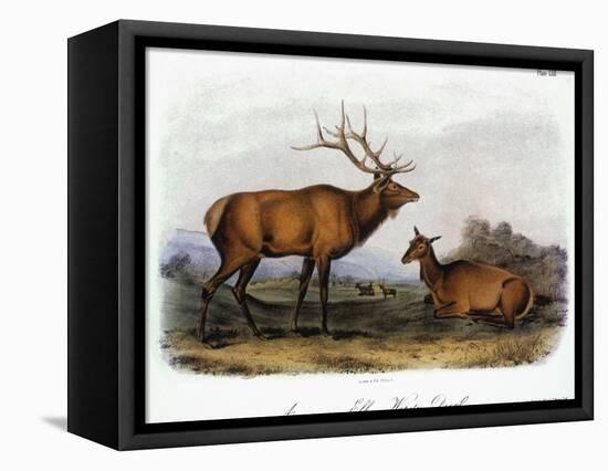 American Elk, 1846-John James Audubon-Framed Premier Image Canvas