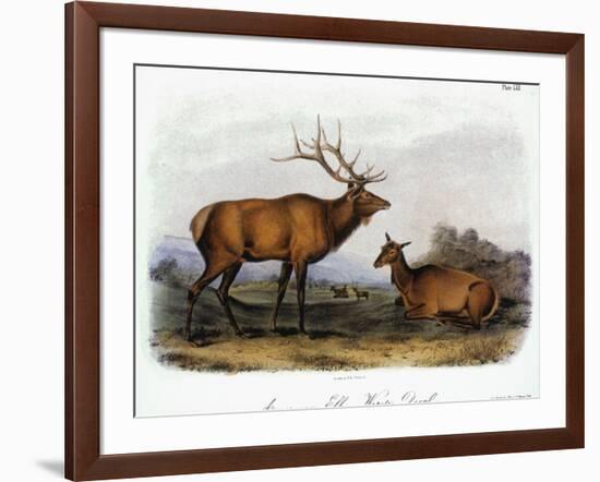 American Elk, 1846-John James Audubon-Framed Giclee Print