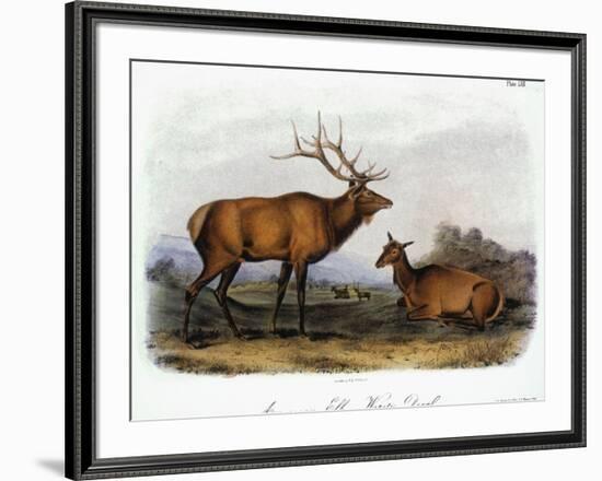 American Elk, 1846-John James Audubon-Framed Giclee Print