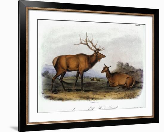 American Elk, 1846-John James Audubon-Framed Giclee Print