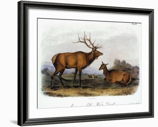 American Elk, 1846-John James Audubon-Framed Giclee Print