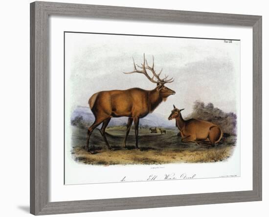 American Elk, 1846-John James Audubon-Framed Giclee Print