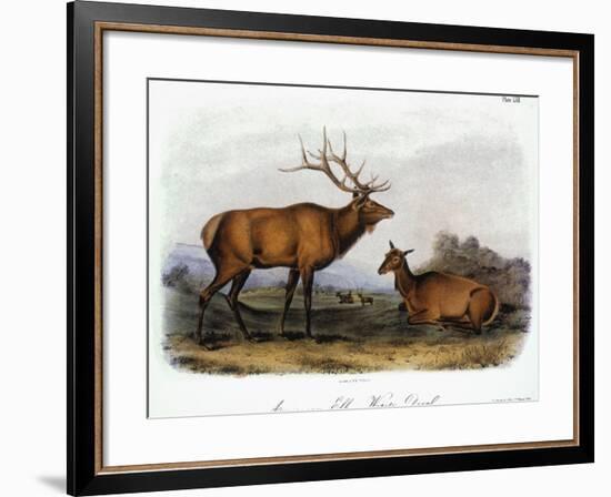 American Elk, 1846-John James Audubon-Framed Giclee Print