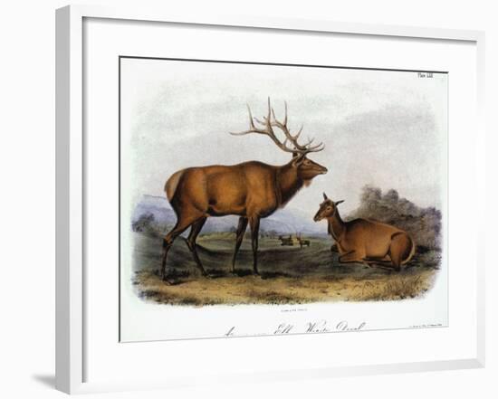 American Elk, 1846-John James Audubon-Framed Giclee Print