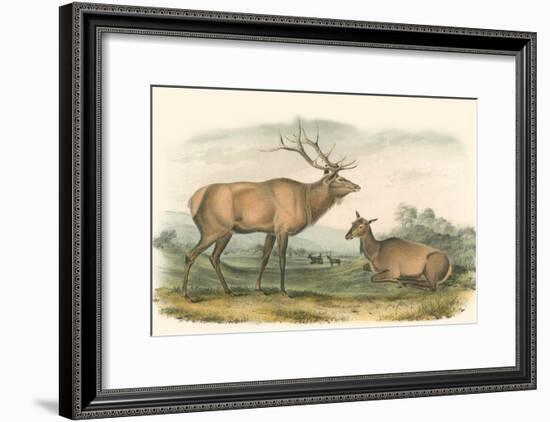 American Elk and Deer-John James Audubon-Framed Art Print