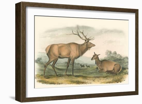 American Elk and Deer-John James Audubon-Framed Art Print