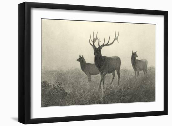 American Elk-R. Hinshelwood-Framed Art Print
