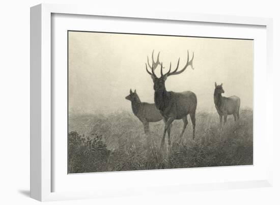 American Elk-R. Hinshelwood-Framed Art Print