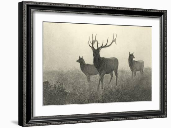 American Elk-R. Hinshelwood-Framed Art Print