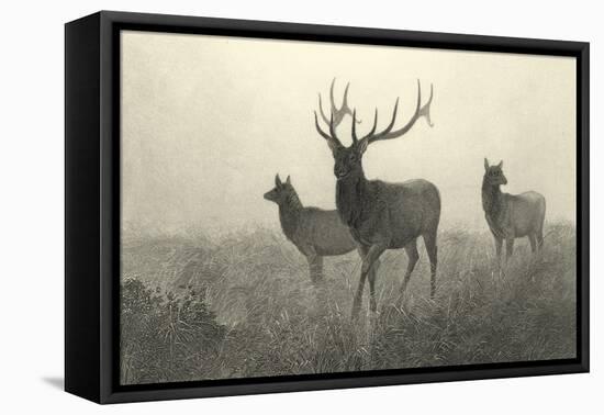 American Elk-R. Hinshelwood-Framed Stretched Canvas