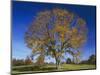 American Elm, Texas County, Missouri, USA-Charles Gurche-Mounted Photographic Print