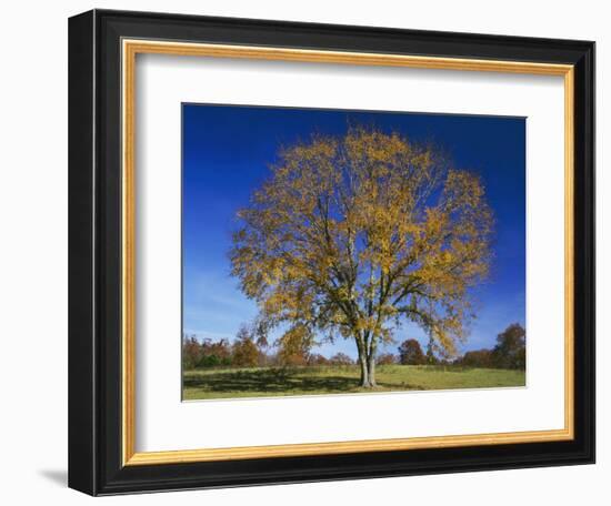 American Elm, Texas County, Missouri, USA-Charles Gurche-Framed Photographic Print