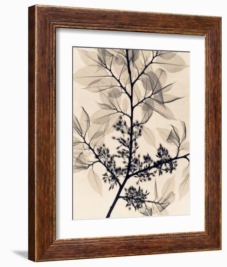 American Elm-Judith Mcmillan-Framed Art Print