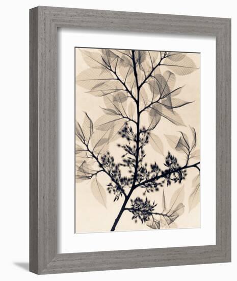 American Elm-Judith Mcmillan-Framed Art Print