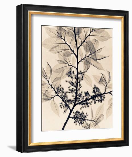 American Elm-Judith Mcmillan-Framed Art Print