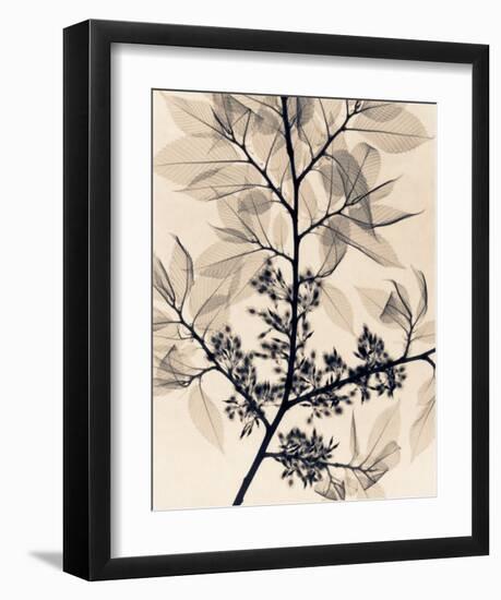 American Elm-Judith Mcmillan-Framed Art Print