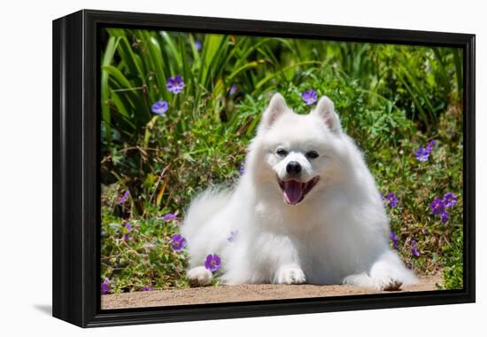 American Eskimo Dog Lying on Garden Path-Zandria Muench Beraldo-Framed Premier Image Canvas