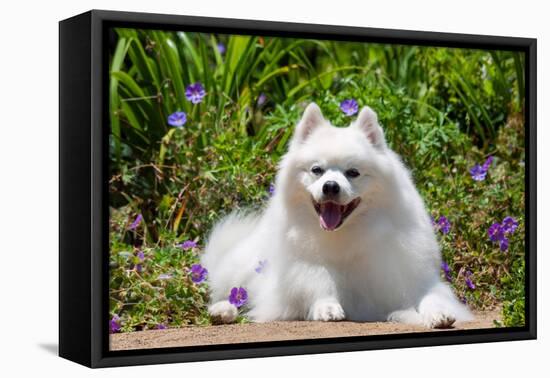 American Eskimo Dog Lying on Garden Path-Zandria Muench Beraldo-Framed Premier Image Canvas