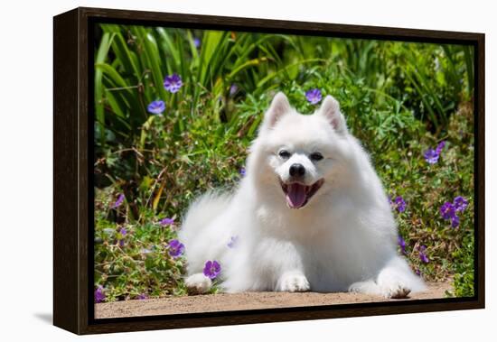 American Eskimo Dog Lying on Garden Path-Zandria Muench Beraldo-Framed Premier Image Canvas