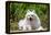 American Eskimo Dog Lying on Garden Path-Zandria Muench Beraldo-Framed Premier Image Canvas
