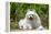 American Eskimo Dog Lying on Garden Path-Zandria Muench Beraldo-Framed Premier Image Canvas