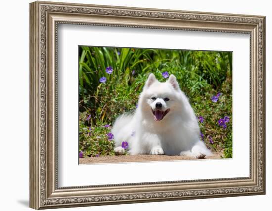 American Eskimo Dog Lying on Garden Path-Zandria Muench Beraldo-Framed Photographic Print