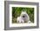 American Eskimo Dog Lying on Garden Path-Zandria Muench Beraldo-Framed Photographic Print