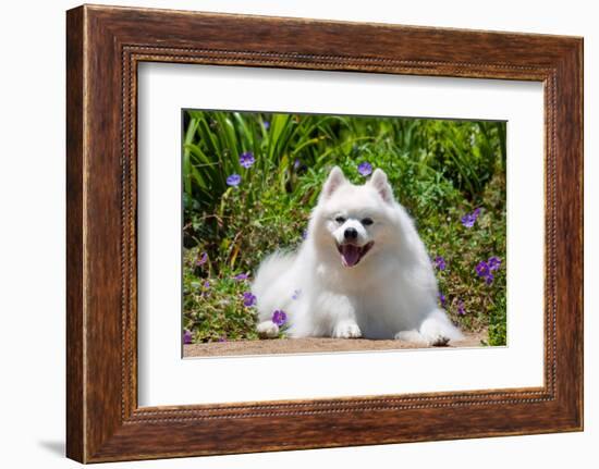 American Eskimo Dog Lying on Garden Path-Zandria Muench Beraldo-Framed Photographic Print