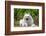 American Eskimo Dog Lying on Garden Path-Zandria Muench Beraldo-Framed Photographic Print