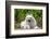 American Eskimo Dog Lying on Garden Path-Zandria Muench Beraldo-Framed Photographic Print