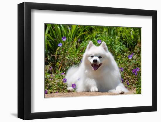 American Eskimo Dog Lying on Garden Path-Zandria Muench Beraldo-Framed Photographic Print