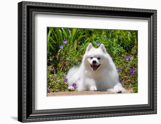 American Eskimo Dog Lying on Garden Path-Zandria Muench Beraldo-Framed Photographic Print