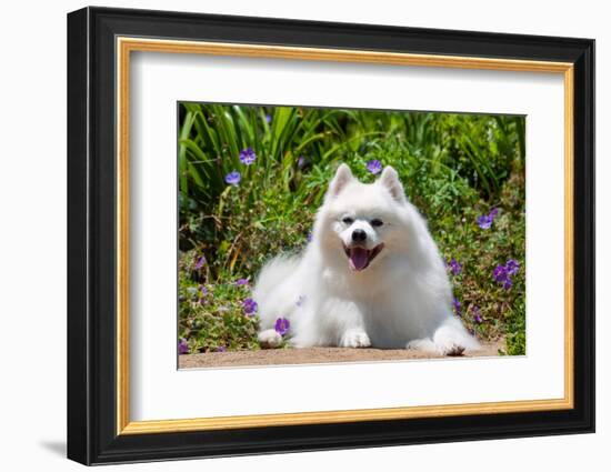 American Eskimo Dog Lying on Garden Path-Zandria Muench Beraldo-Framed Photographic Print