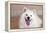 American Eskimo Dog Lying on the Patio-Zandria Muench Beraldo-Framed Premier Image Canvas